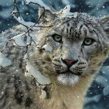 снежный леопард