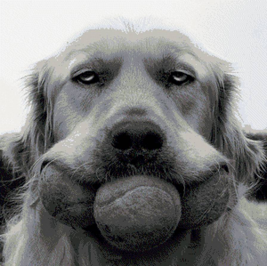 собака и мячик - собака, животное, мячик, игра - предпросмотр
