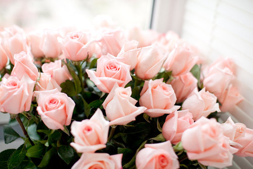 Розы - розы, букет, цветы, розовый, пейзаж, запах, подарок, красота - оригинал