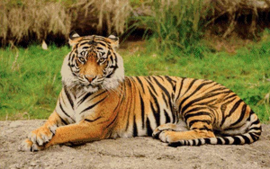 тигр - хищник, тигр, природа, животное - предпросмотр