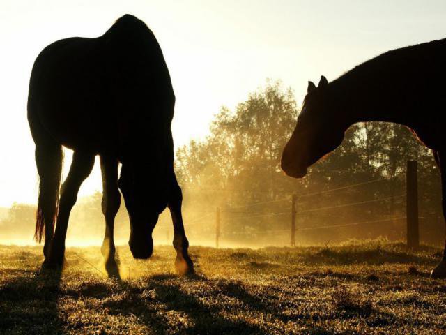 2 лошадки на закате)) - лошадка, лошадь, животные - оригинал