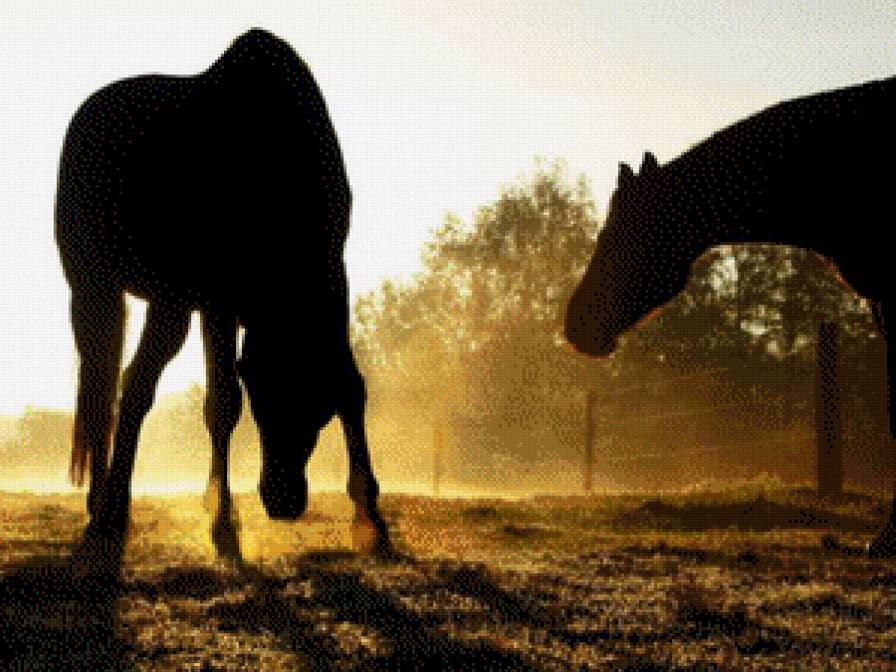 2 лошадки на закате)) - лошадь, животные, лошадка - предпросмотр