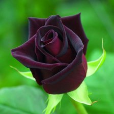 Оригинал схемы вышивки «черная роза» (№448550)