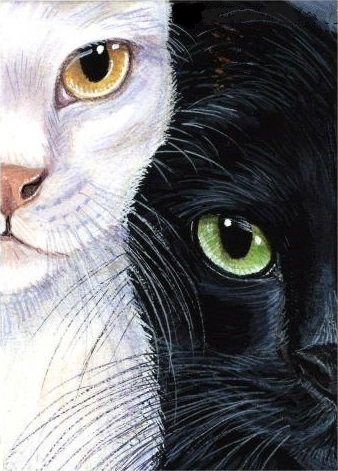 инь-ян - черная кошка, иньян, кот, белая кошка, кошка, домашние животные, кошки - оригинал