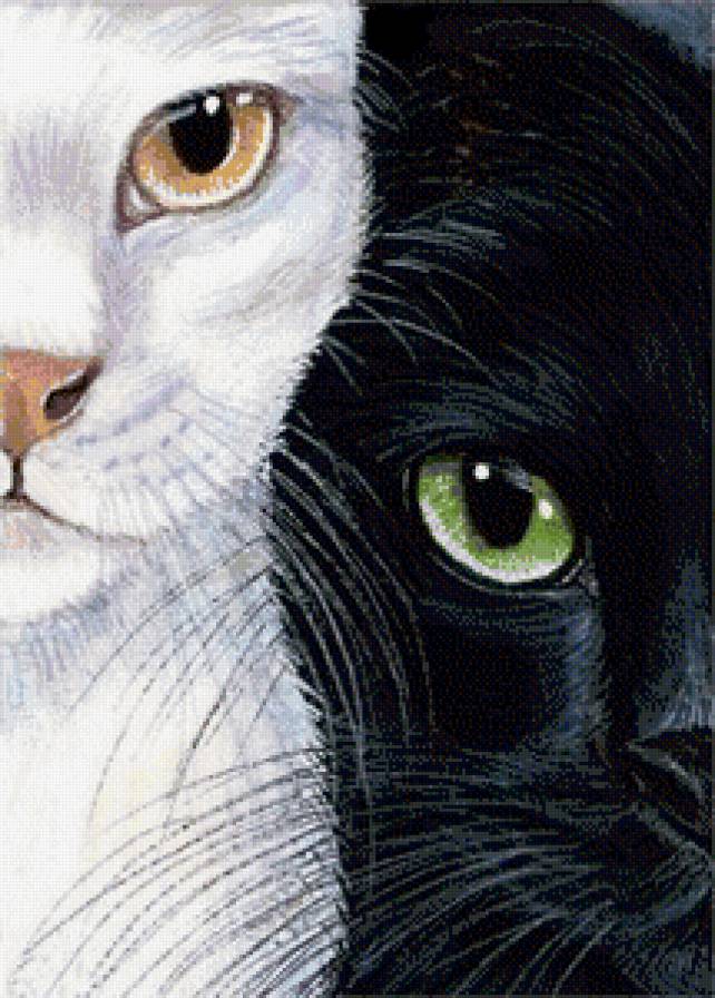инь-ян - белая кошка, иньян, кот, кошка, черная кошка, домашние животные, кошки - предпросмотр