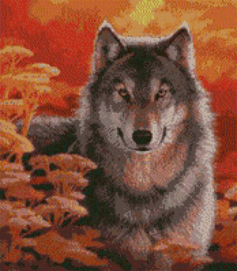 волк на закате - картины, пейзаж, картина, хищники - предпросмотр