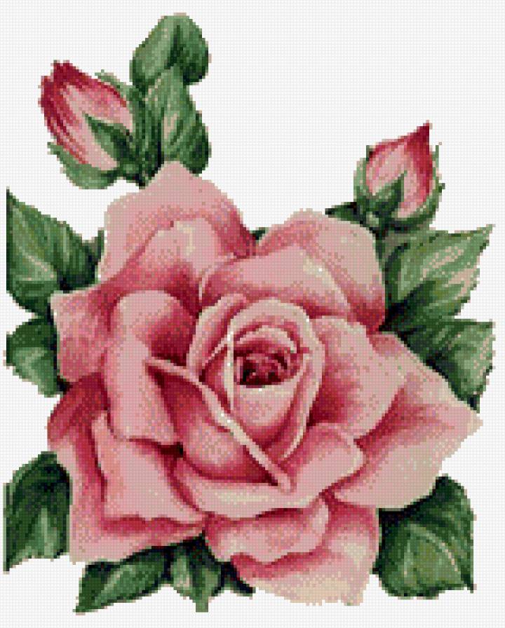 Роза - на, розовая, роза, белом, большая, фоне - предпросмотр