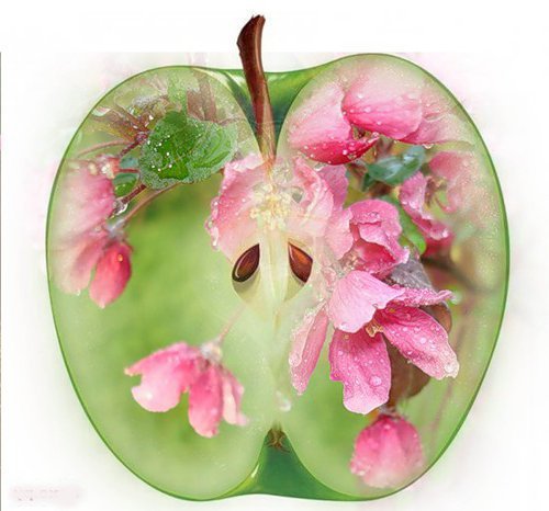 Цветочное яблоко (новая версия) - оригинал