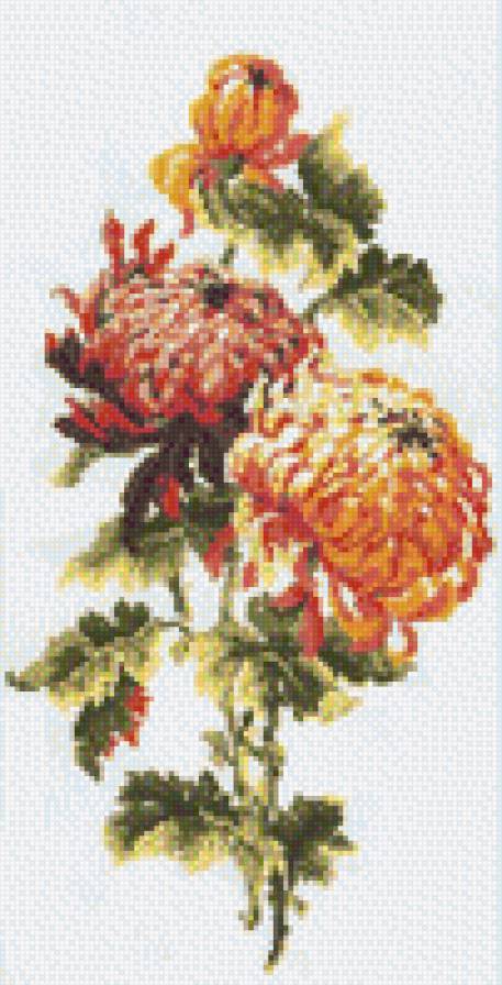 хризантемы - цветы - предпросмотр