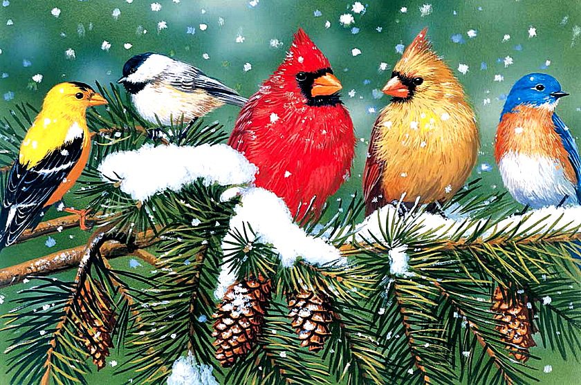 Птички под снегом - елка, снег, шишки, птички - оригинал