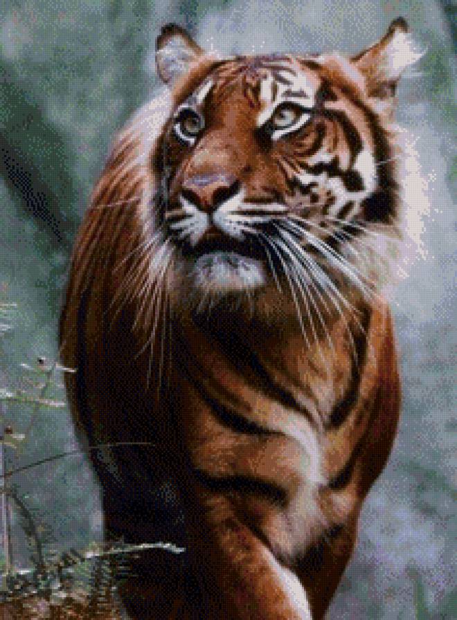 Тигр1 - предпросмотр