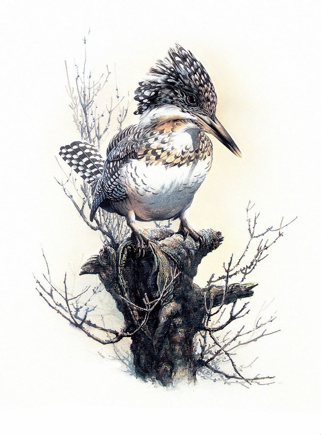 Птица на ветке - дерево, птица - оригинал