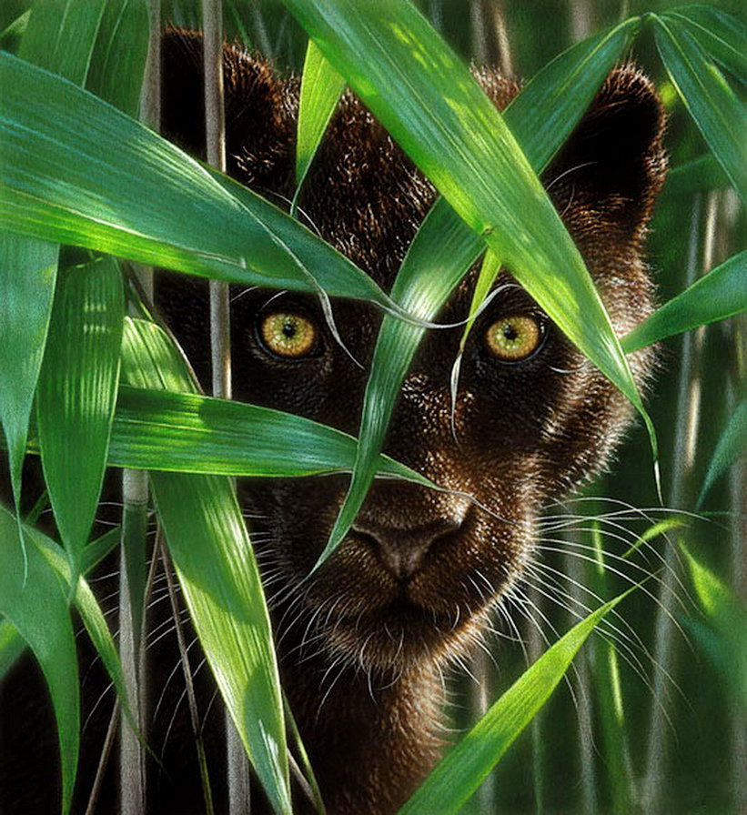 взгляд хищника - леопард, листья, пантера - оригинал