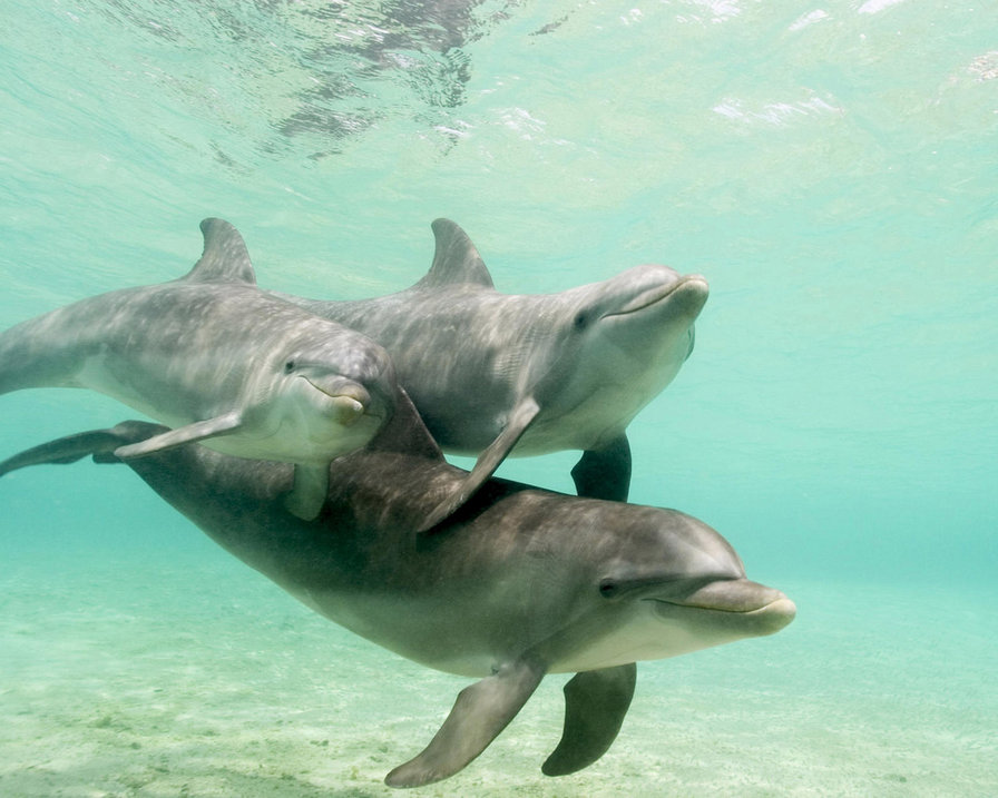 Дельфины - море, дельфины - оригинал