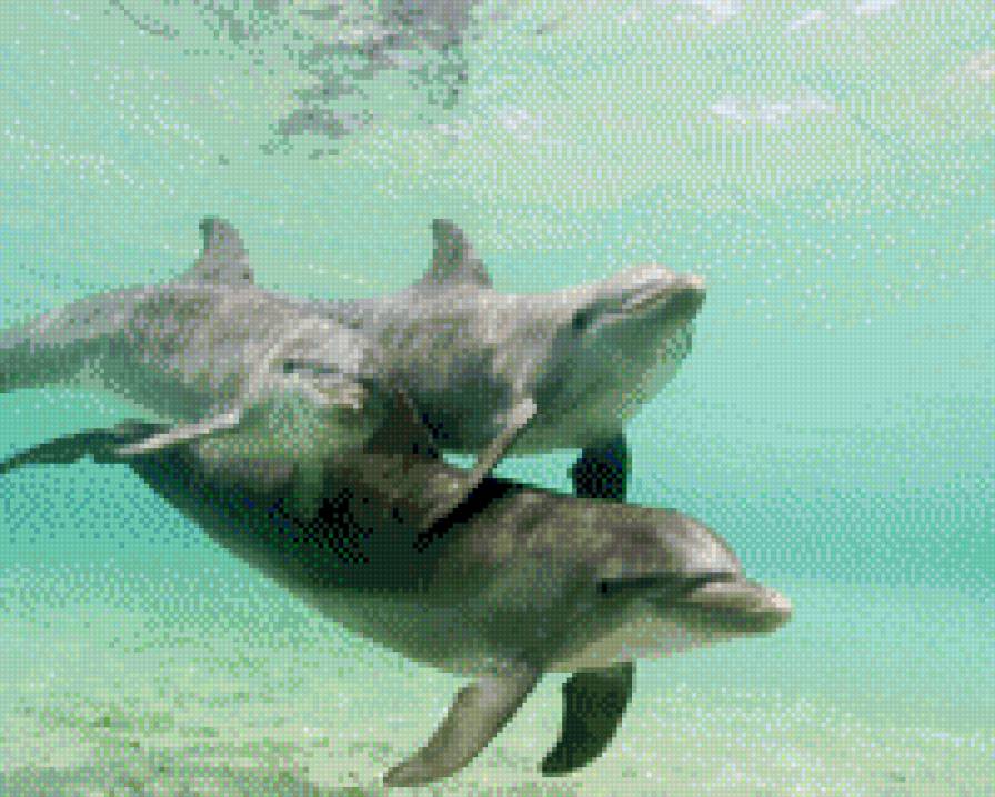 Дельфины - море, дельфины - предпросмотр