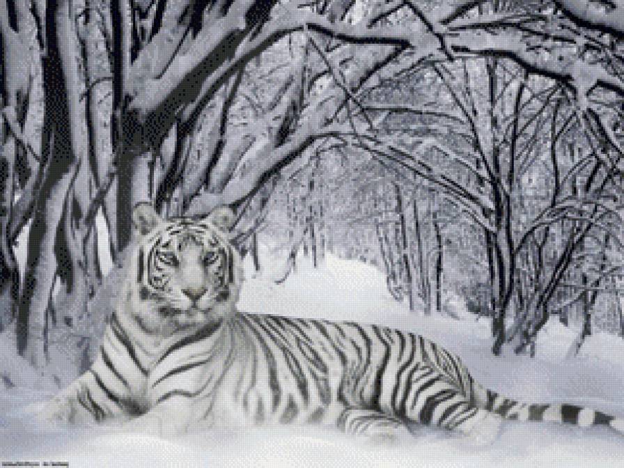 тигр - зима, лес, тигр, снег, животные - предпросмотр