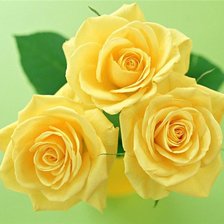 Оригинал схемы вышивки «желтые розы» (№455098)