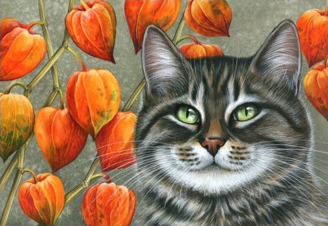 кошки и ягоды - кот, осень, физалис, кошки, кошка, домашние животные - оригинал