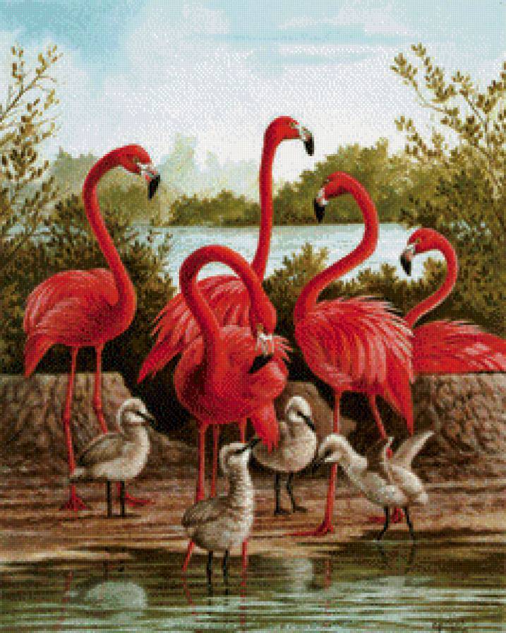 Розовые фламинго - птицы. фламинго - предпросмотр