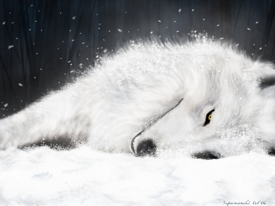 белый волк - животные, волк - оригинал
