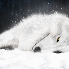 Оригинал схемы вышивки «белый волк» (№455954)