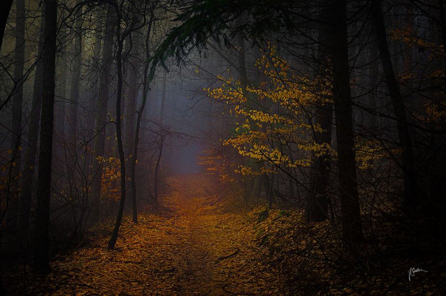 В глуши - лес, чаща, туман, дорога, осень - оригинал
