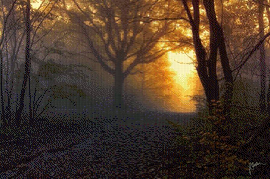 Вечер в лесу - туман, лес, закат, дорога, осень - предпросмотр
