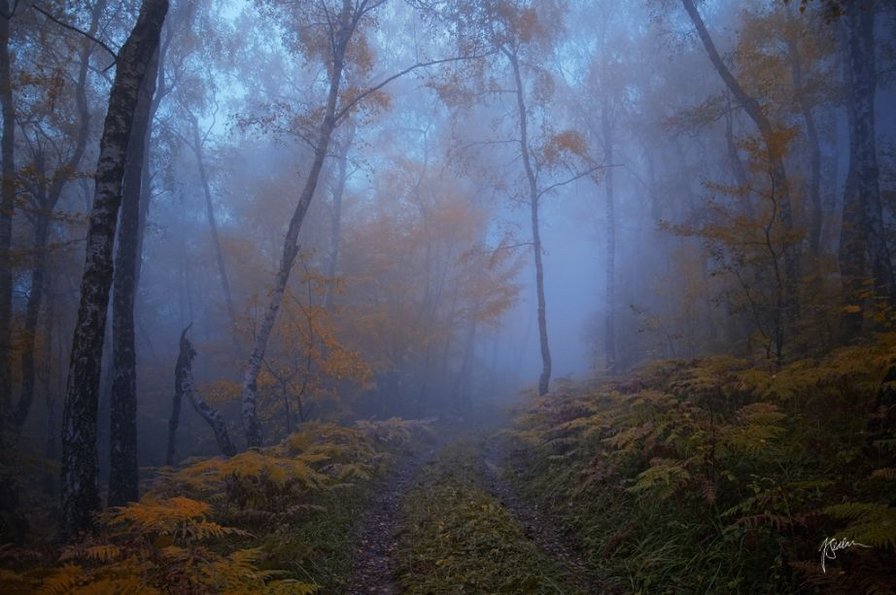 Туман в лесу - лес, дорога, закат, осень, туман - оригинал