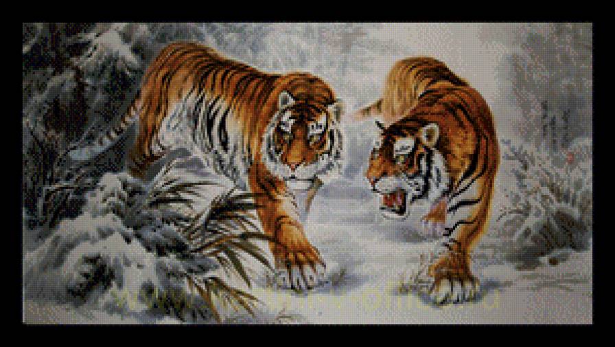 Тигры - тигры, животные, зима - предпросмотр