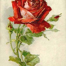 Оригинал схемы вышивки «Роза» (№457095)