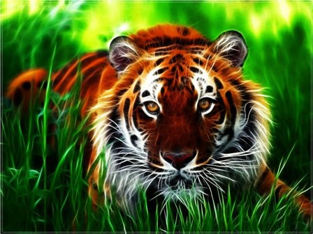 Тигр в засаде - оригинал