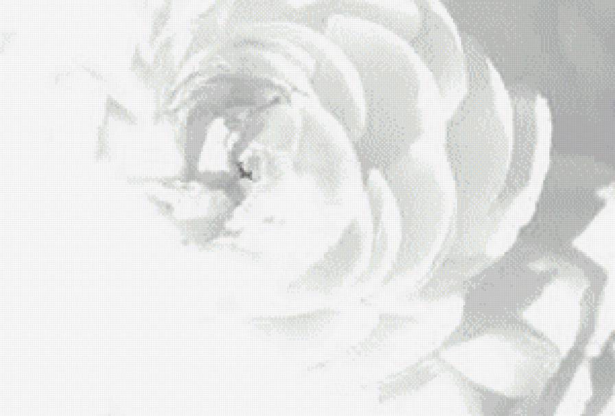нежная белая роза - черно-белое, нежность, подушка, розы, цветы - предпросмотр
