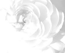 нежная белая роза