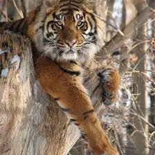 тигр на дереве