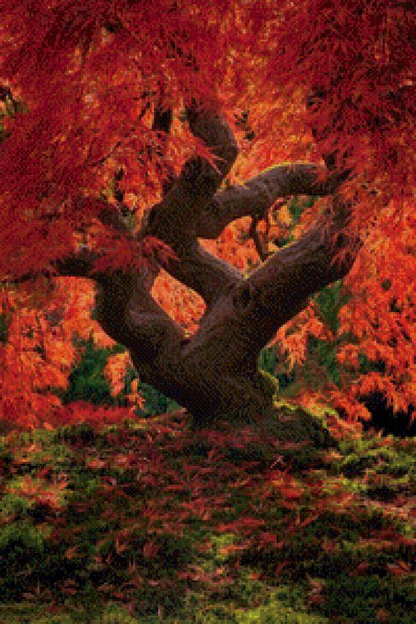 старый клен - дерево, осень, природа - предпросмотр