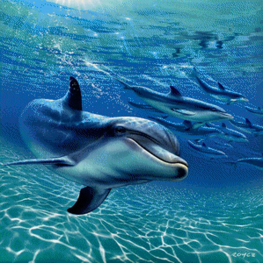 Дельфин - рыба, море - предпросмотр