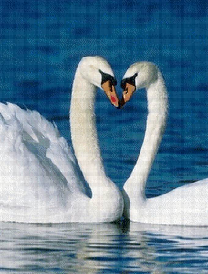 лебеди - сердце, озеро, счастье, любовь, белые, лебеди, природа - предпросмотр