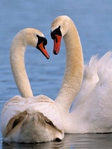 лебеди - озеро, счастье, сердце, лебеди, природа, белые, любовь - оригинал
