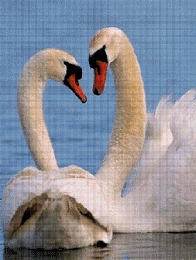 лебеди - любовь, озеро, природа, сердце, счастье, лебеди, белые - предпросмотр