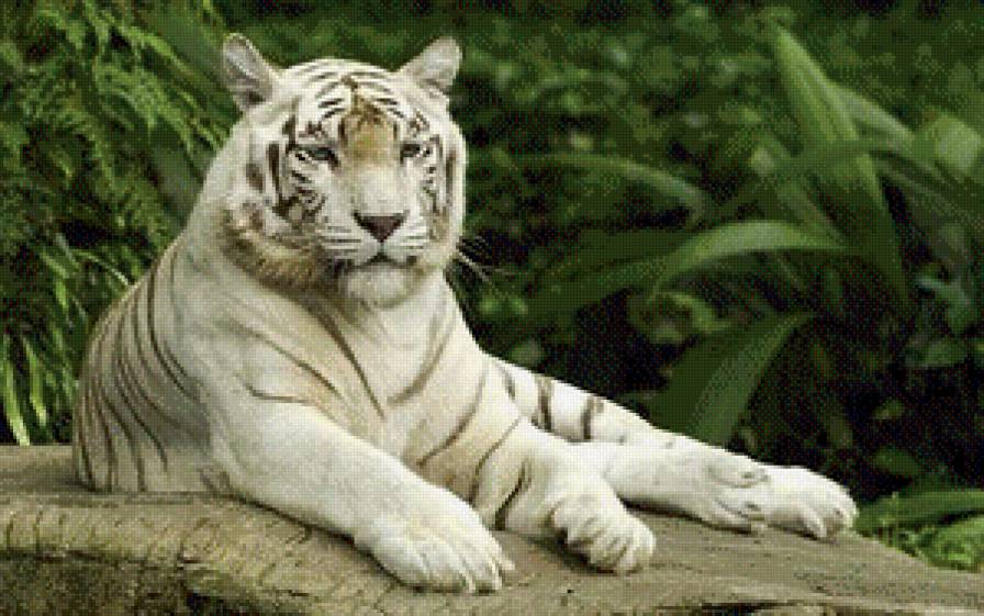 белый тигр - животные, тигр - предпросмотр