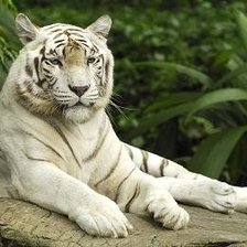 Оригинал схемы вышивки «белый тигр» (№460405)