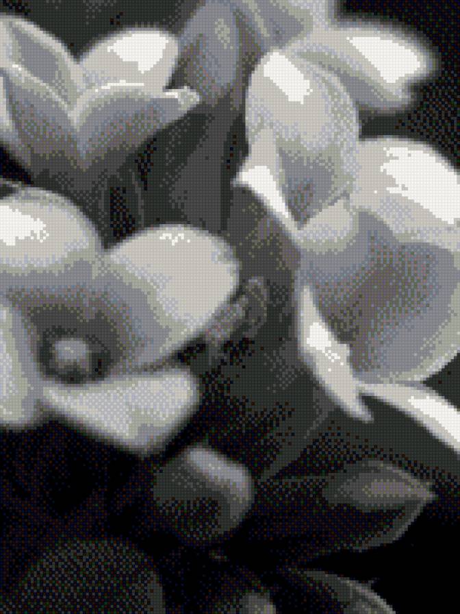 Черно-белое - цветы, черно-белое - предпросмотр