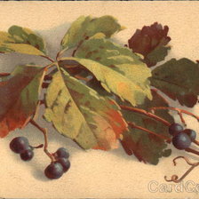 Оригинал схемы вышивки «Purple Grapes on Vine» (№460512)