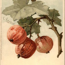 Оригинал схемы вышивки «Fruit on a Branch» (№460514)