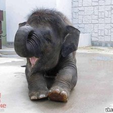 Самый счастливый слоник