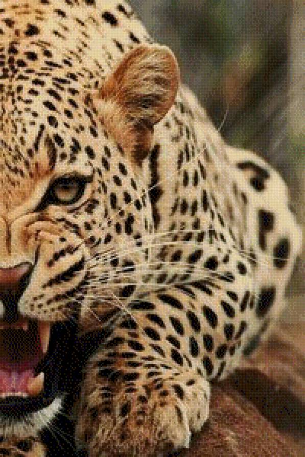 Леопард - хищники, кошки, животные - предпросмотр