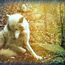 Схема вышивки «одинокий волк»