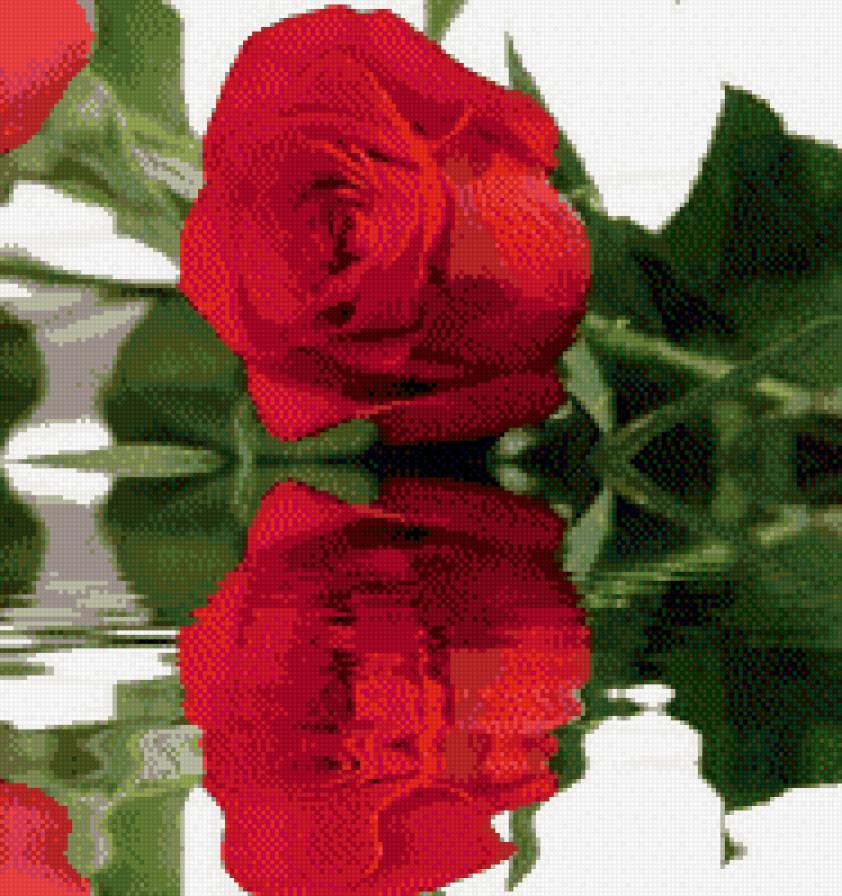 розы у воды - цветы - предпросмотр