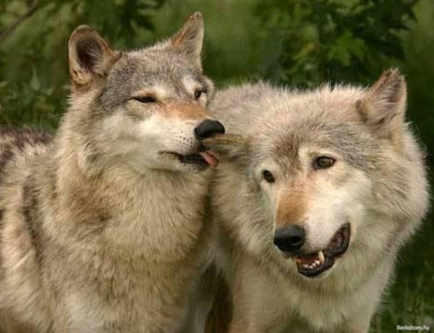 волчья пара - животные, волк - оригинал