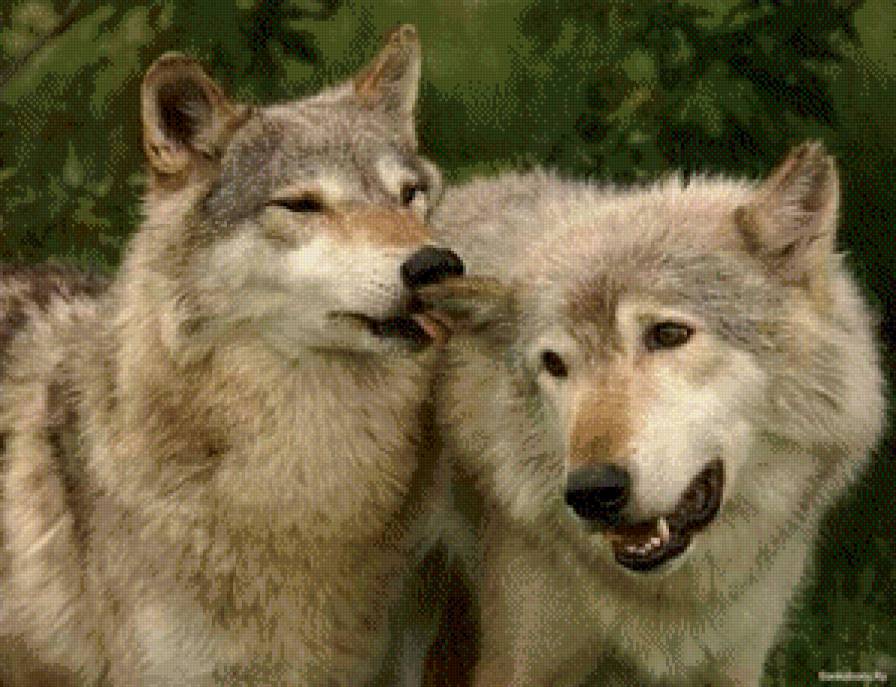 волчья пара - животные, волк - предпросмотр